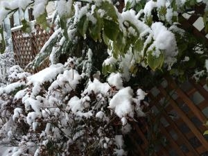 昨日、初雪が降りました！｜「フラワーショップむやり」　（秋田県雄勝郡羽後町の花キューピット加盟店 花屋）のブログ